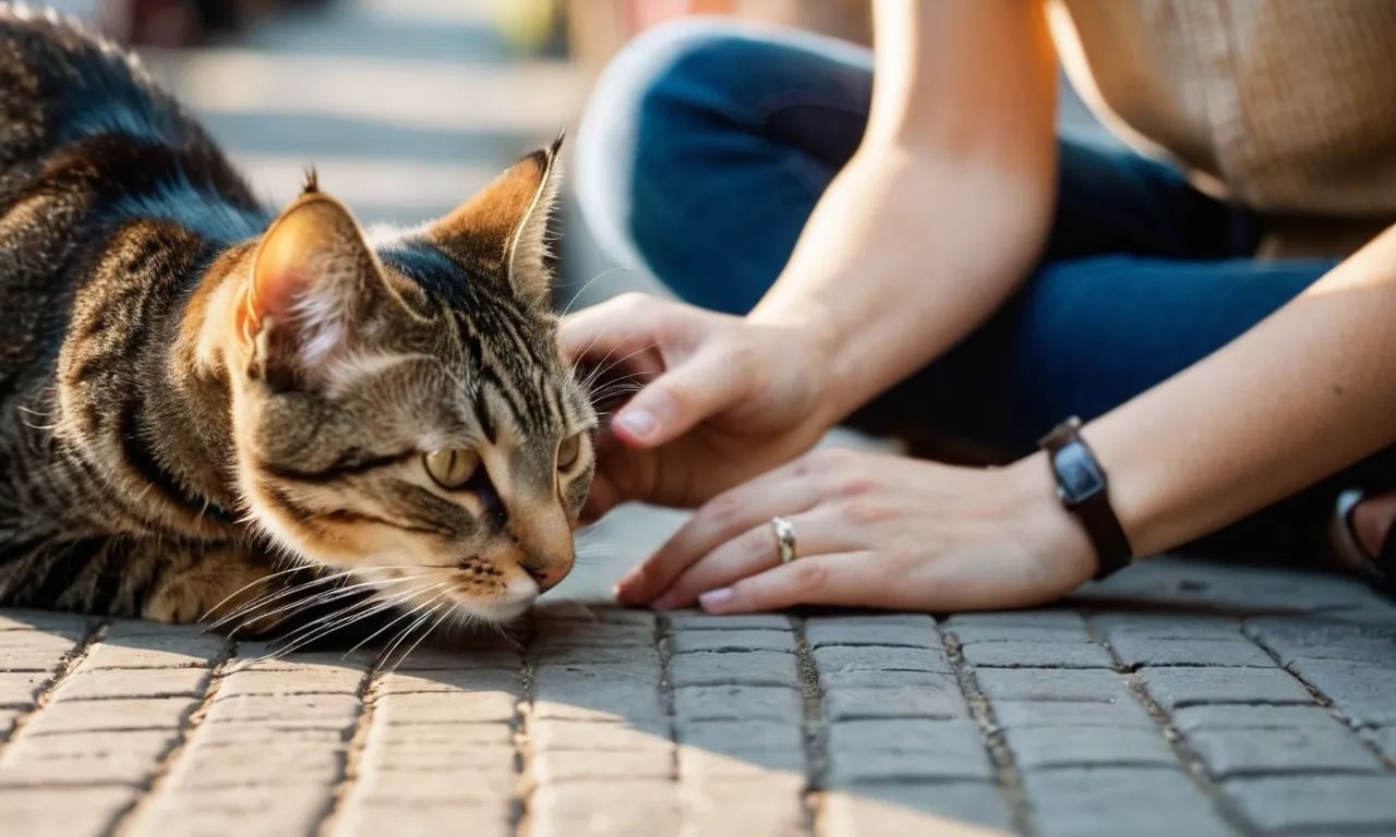 Why Do Humans Pet Everything? Berry Patch Farms