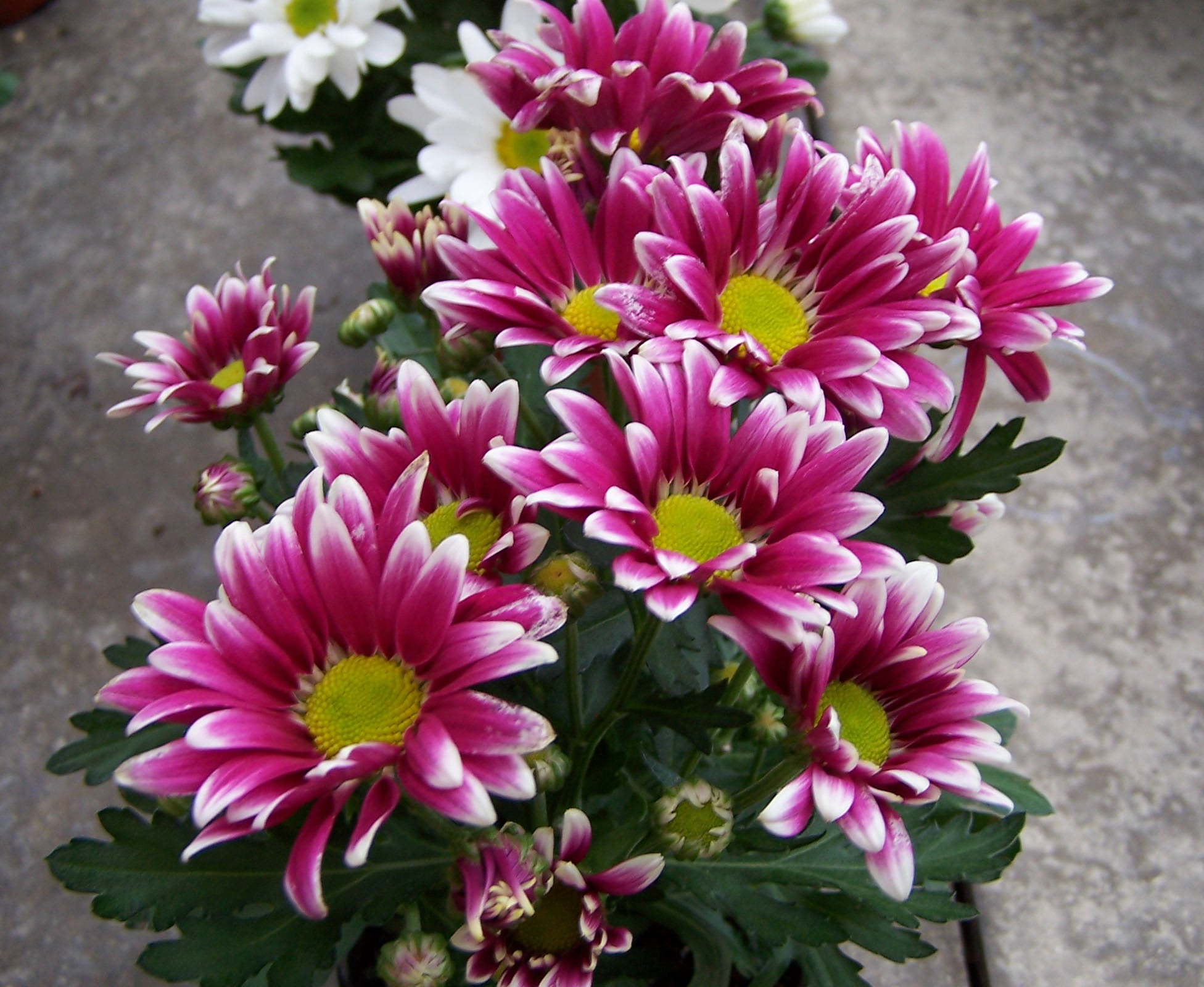 Is The Merriwick Flower Real / Christmas Florals With The Real Flower