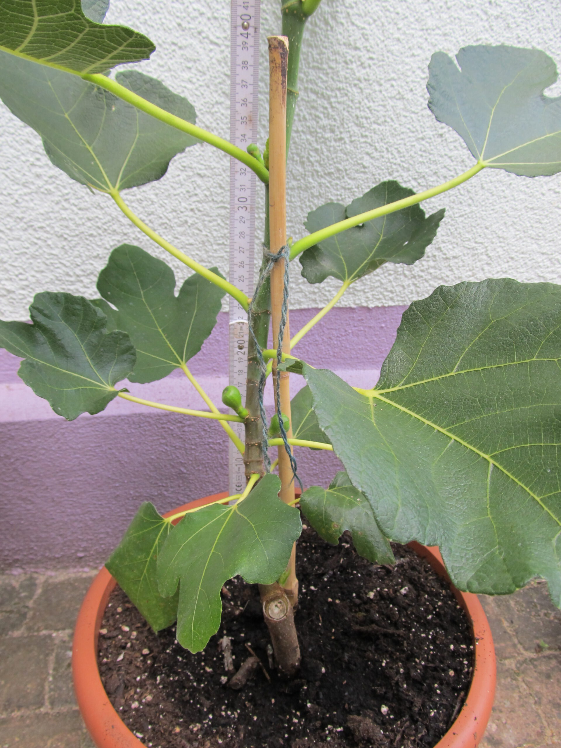 Feigenbaum vermehren Teil 3 Bertis Wiese