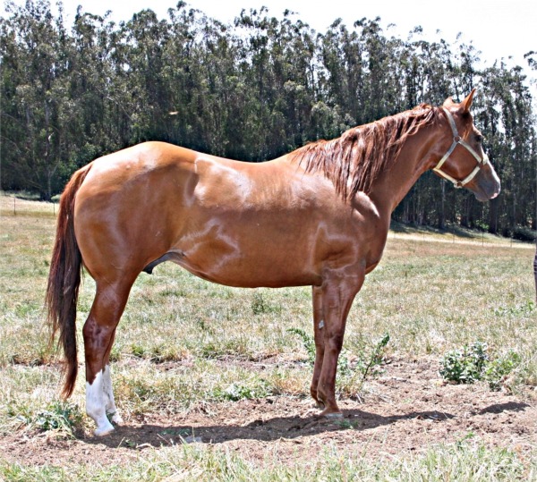 Halter Horses For Sale at Berton Quarter Horses AQHA Halter Horses