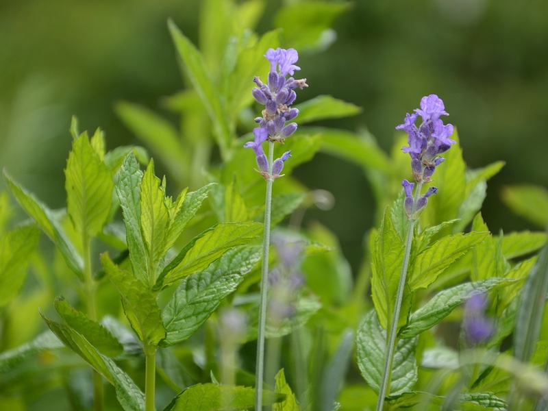 Lavender Mint Fragrance Oil BeScented Soaping Supplies