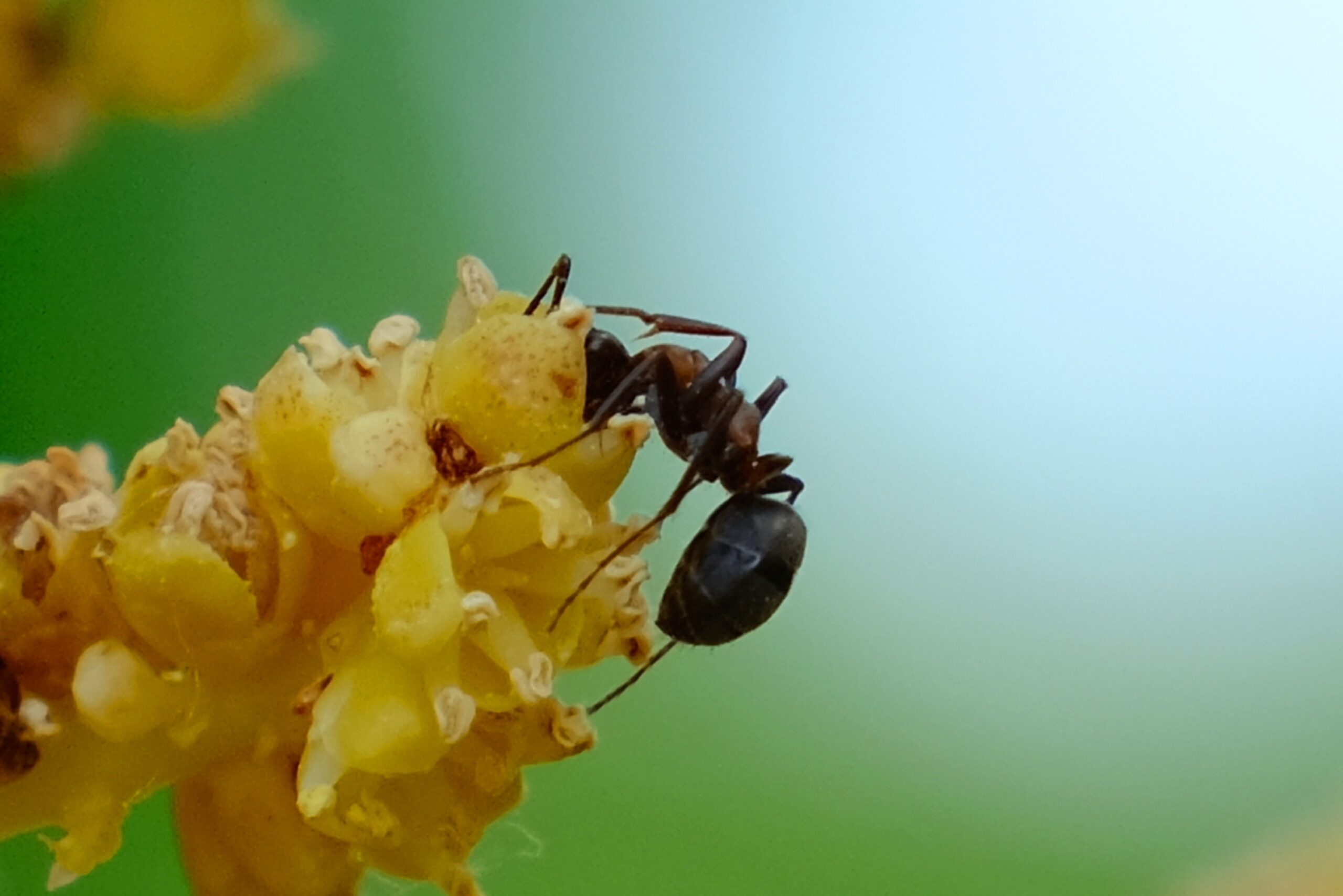The antpollination system of Cytinus hypocistis (Cytinaceae), a