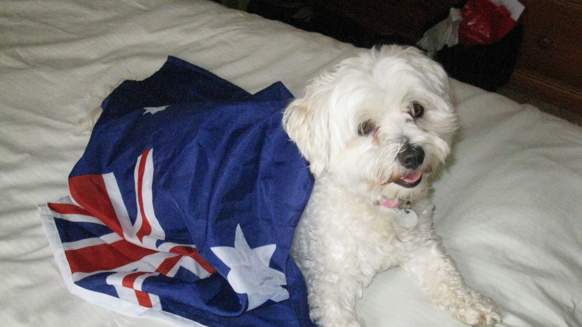 ChaCha Best Puppy Dog Care