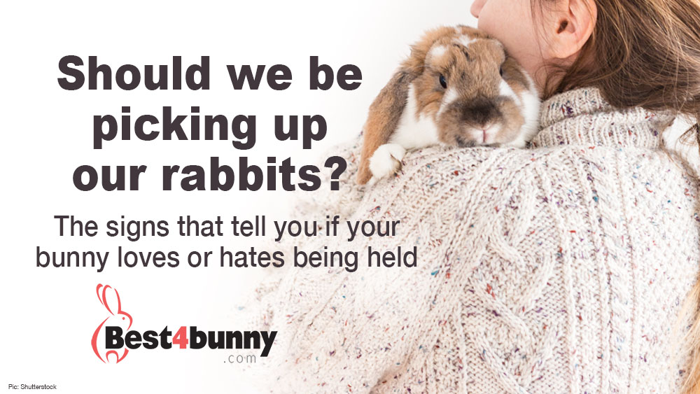 Rabbit care advice Best 4 Bunny