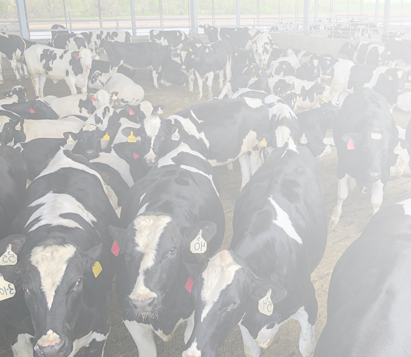 Dairy Beef Nutritionist Best Axis