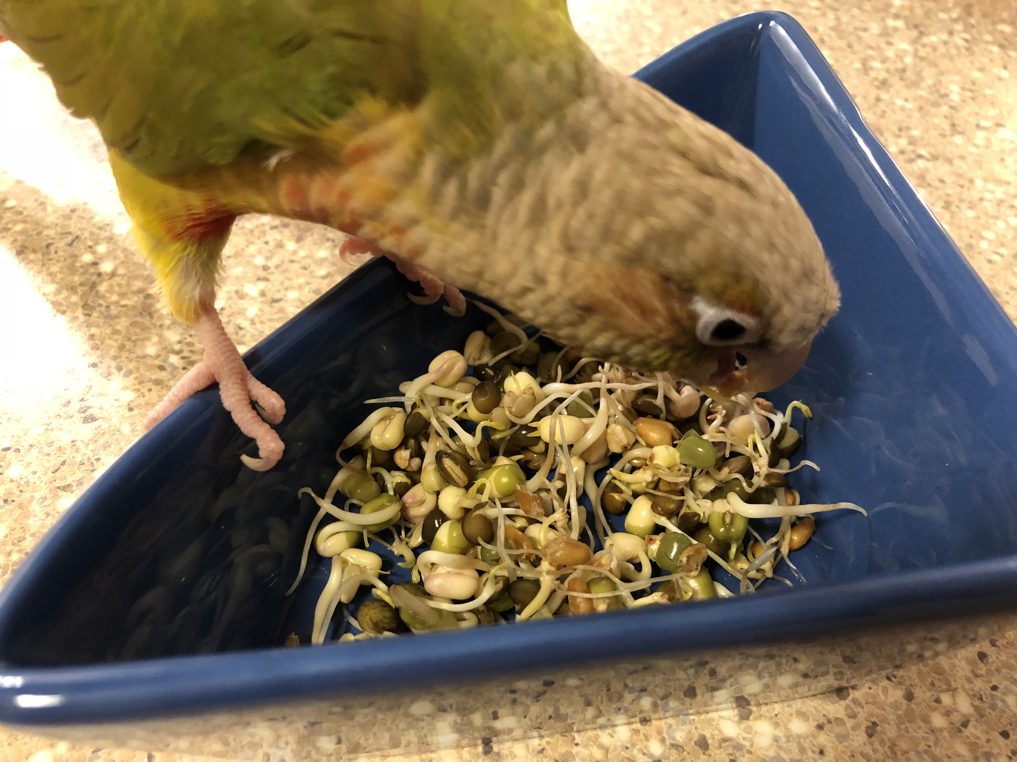 Green Cheek Conure Food atelieryuwa.ciao.jp