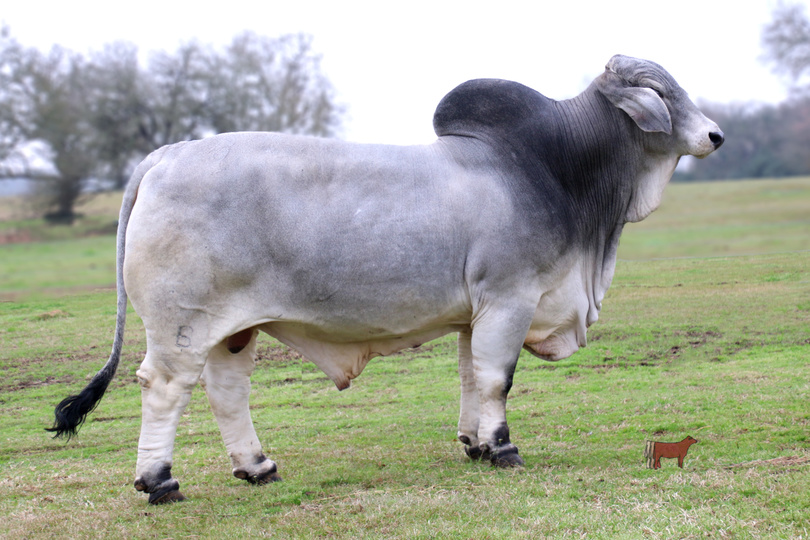 LOT 035 2 UNITS OF CONVENTIONAL SEMEN WALTERS HOLLIS 417/B