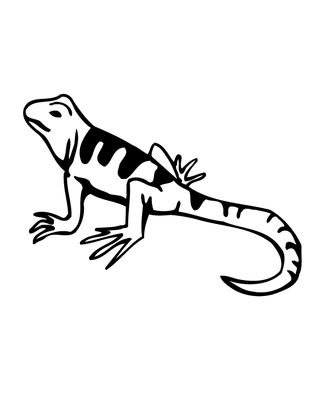 Lizard Coloring Pages for kids