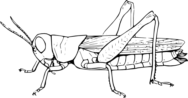 Insect Coloring Pages Best Coloring Pages For Kids