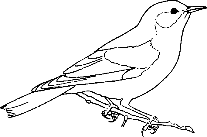Bluebird Coloring Pages - Best Coloring Pages For Kids