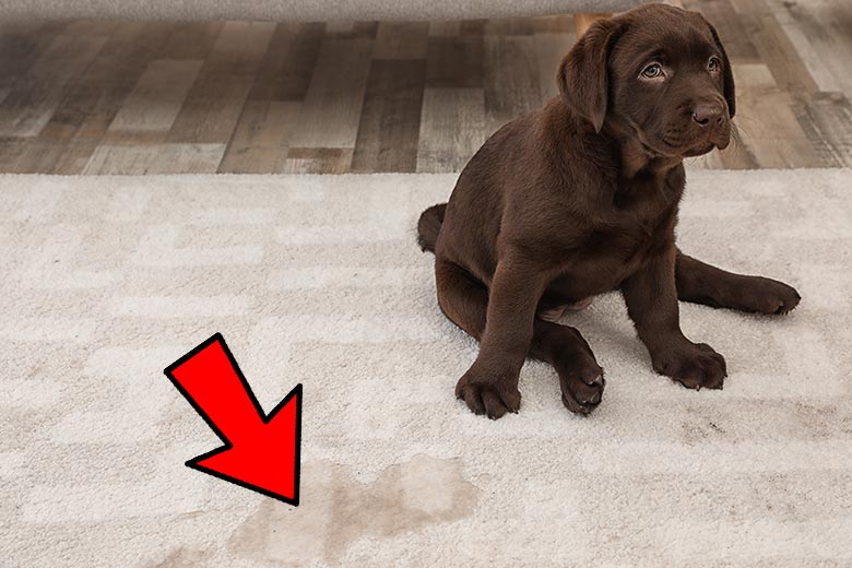How to Find Dog Urine without a Blacklight (3 Alternative Ways)