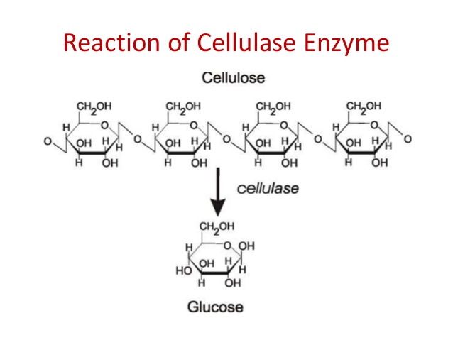 Cellulase Digestive Enzyme Best Digestive Enzyme