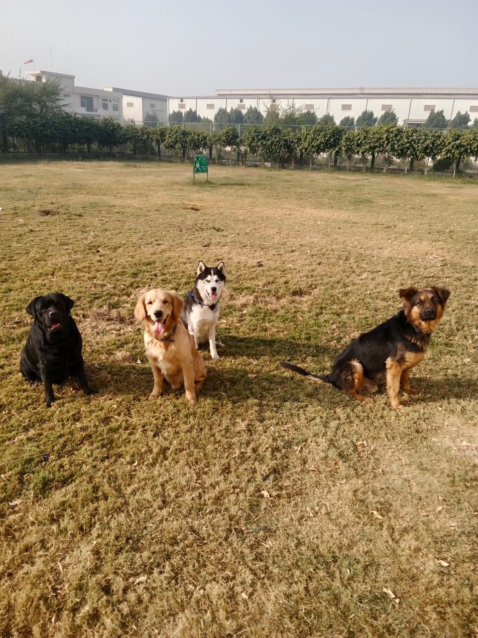 Dog Trainer in Delhi Delhi Dog Training Service Near me