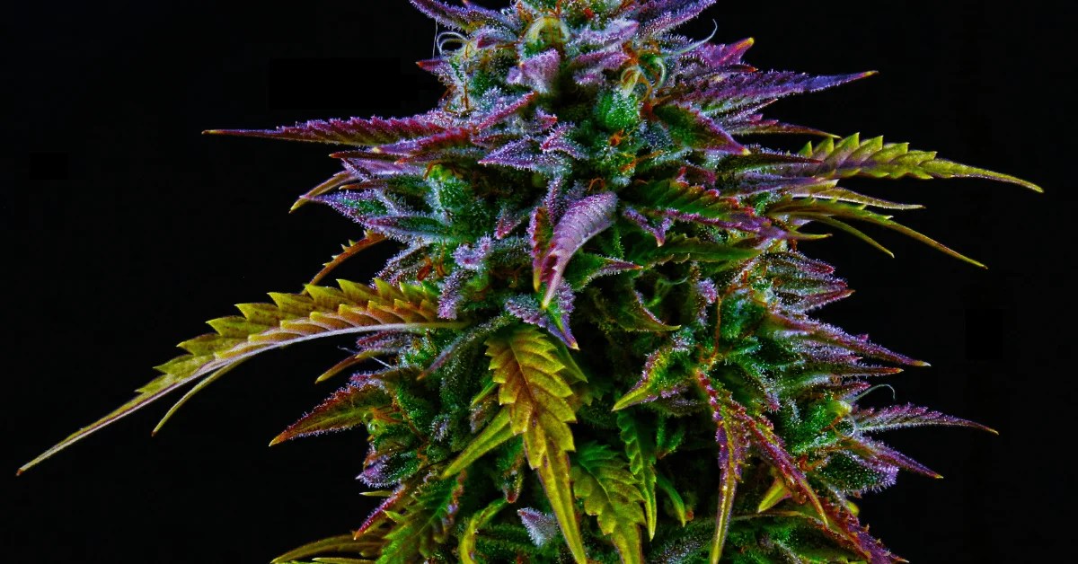 50 Popular Cannabis Strains Effects + For [2022 List]