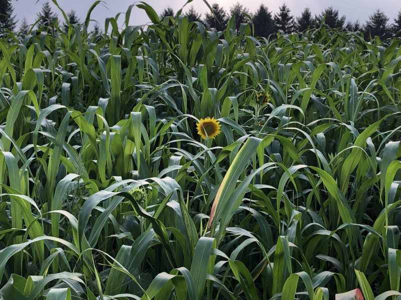 Millet Hay For Cattle