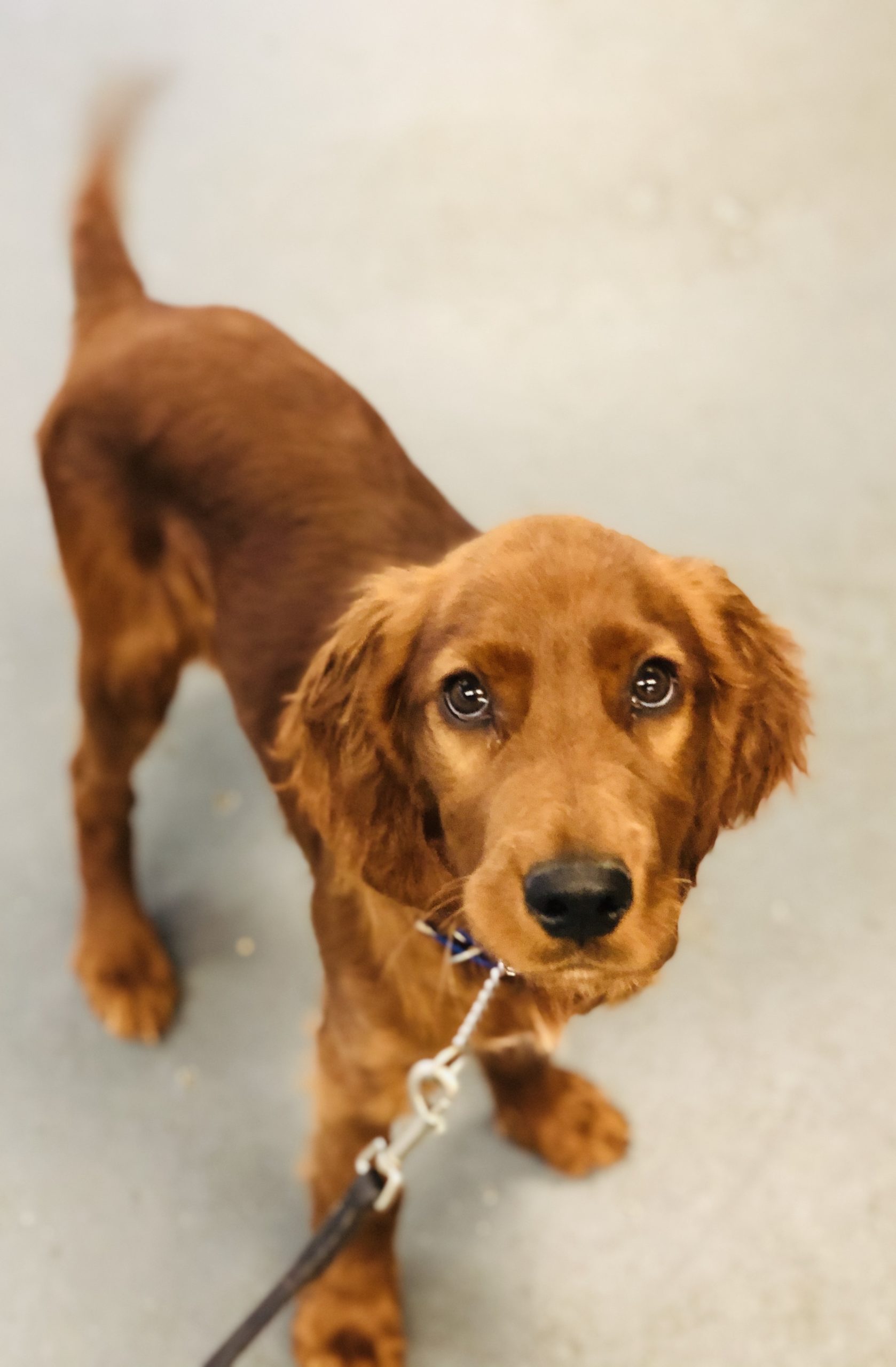 Trained Irish Setter Puppy Man's Best Friend