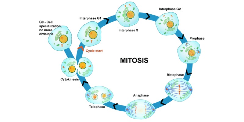 Indirect Division Of Cell Mitosis Trivia Quiz BestFunQuiz