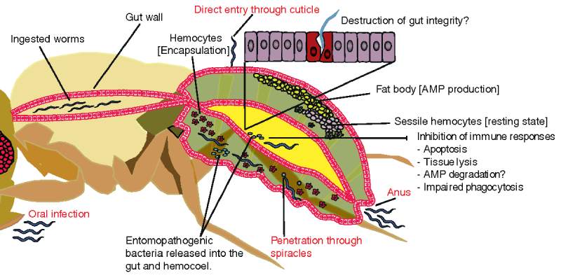 Quiz How Much You Know About Excretory Organs In Different Animals