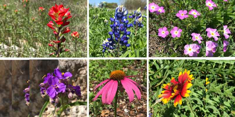 Flower Quiz Which Kind Of Flower Am I? BestFunQuiz