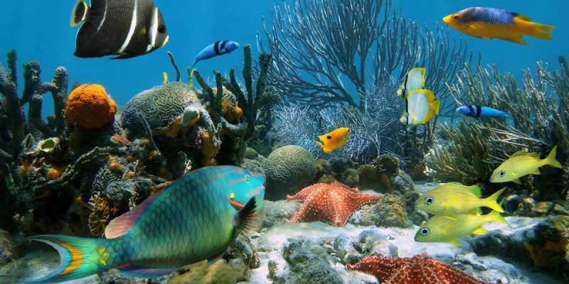 Ocean Animals Quiz How Much You Know About Ocean Animals? BestFunQuiz