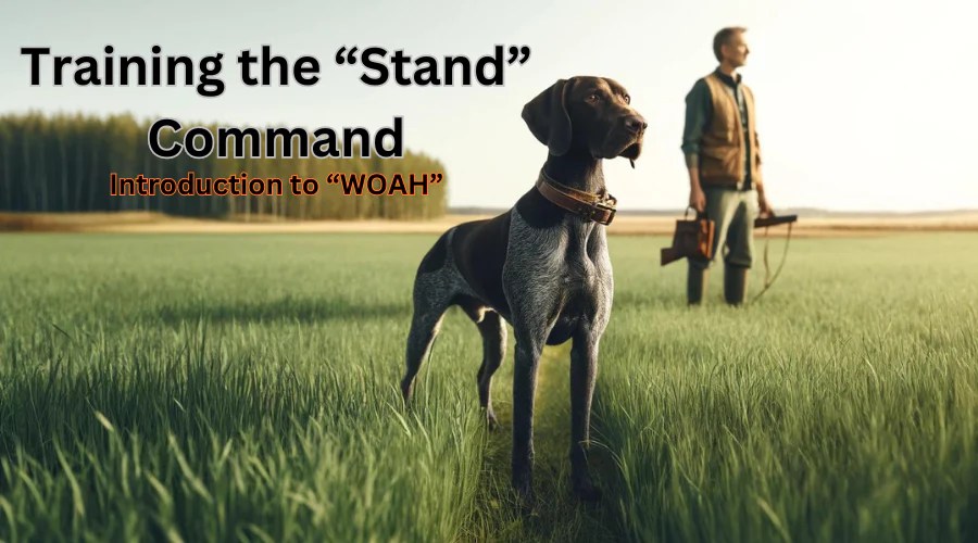 Unleashing the Power of the Stand Command in Gun Dog Training Best