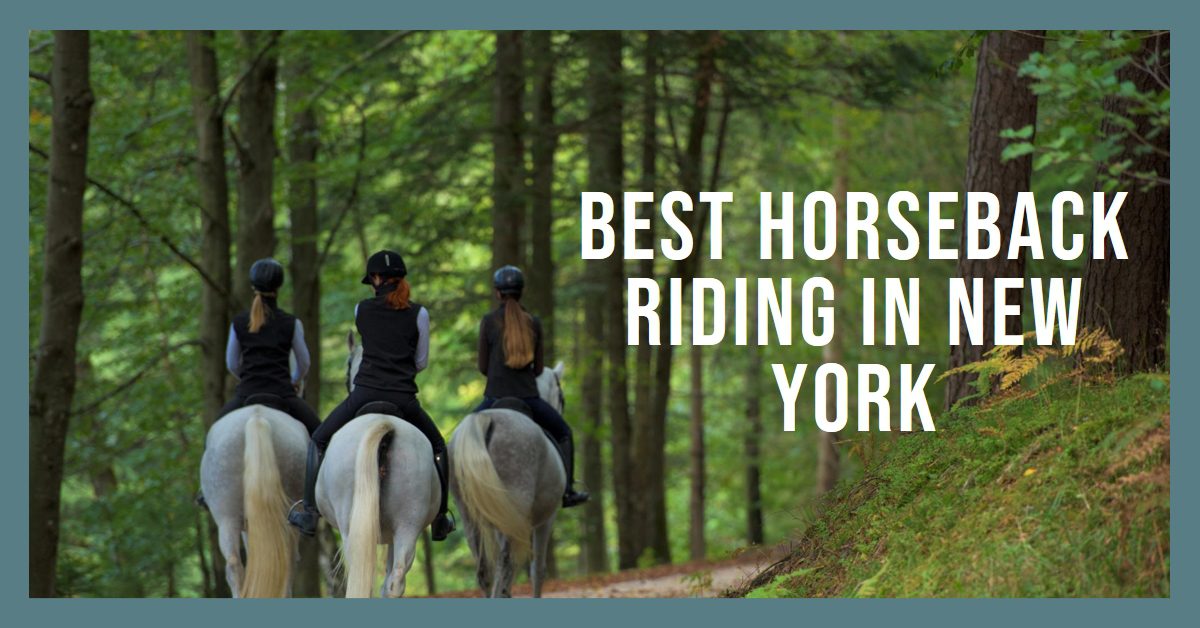Best Horseback Riding In New York (2024)