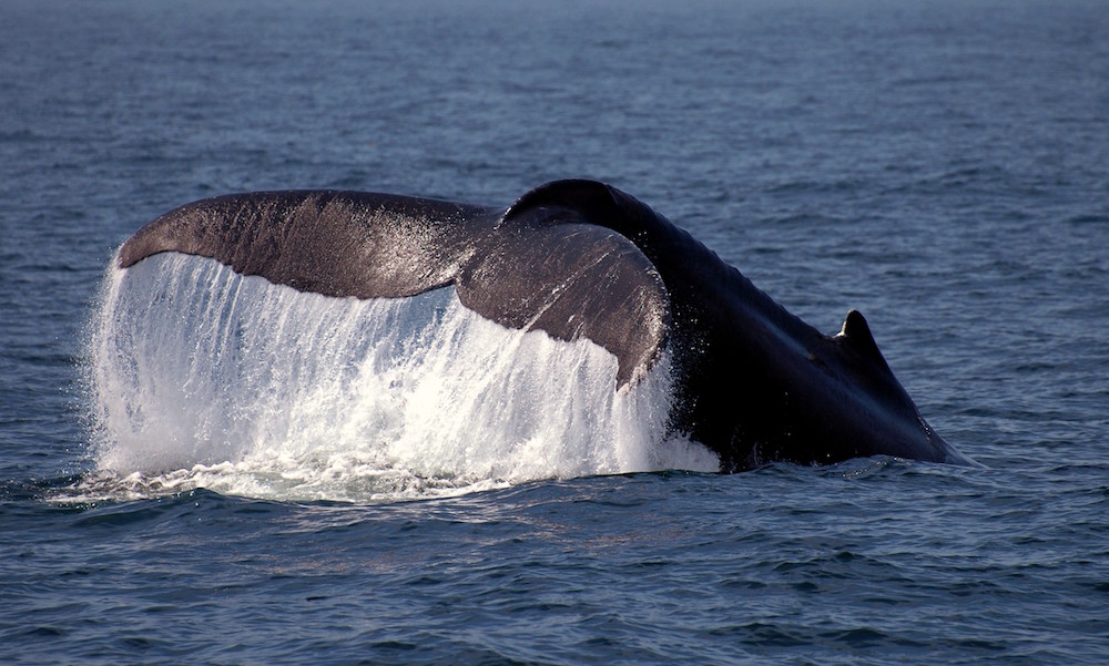 Cape Cod Whale Watching Seasons, Cruises, What to Bring and More!