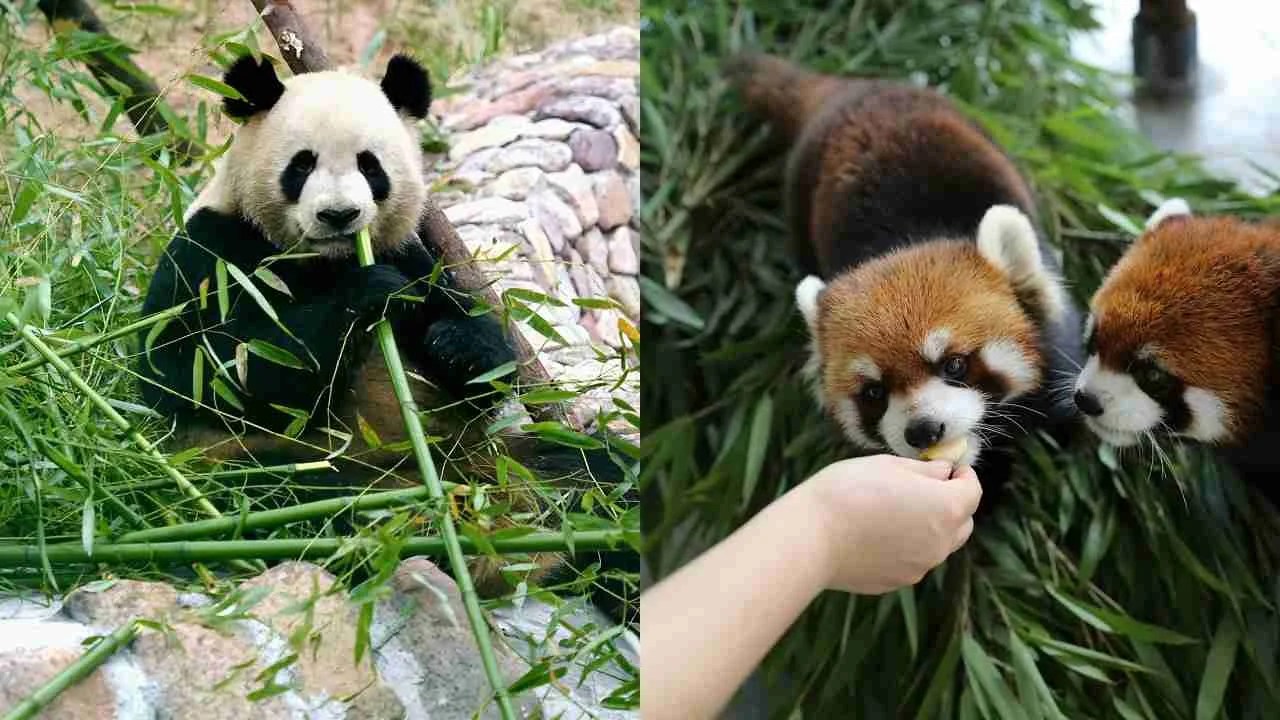 Giant Pandas vs Red Pandas (5 Main Differences)