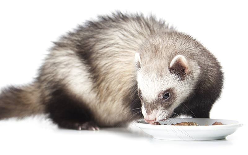 Ferret Food 7 Best Ferret Food You Can Buy in 2020 From Amazon UK