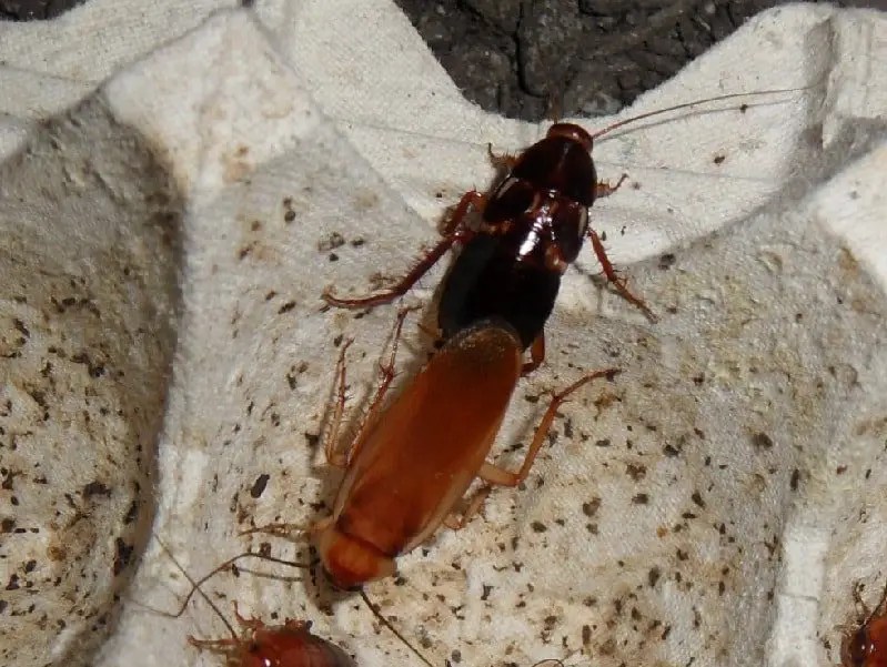 How Do Cockroaches Mate? Reproduction Myth