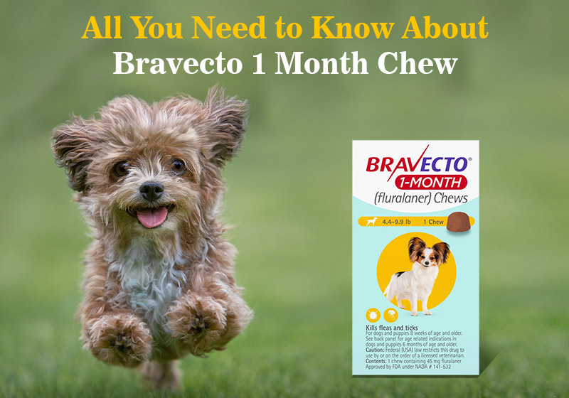 All You Need to Know About Bravecto 1 Month Chew!