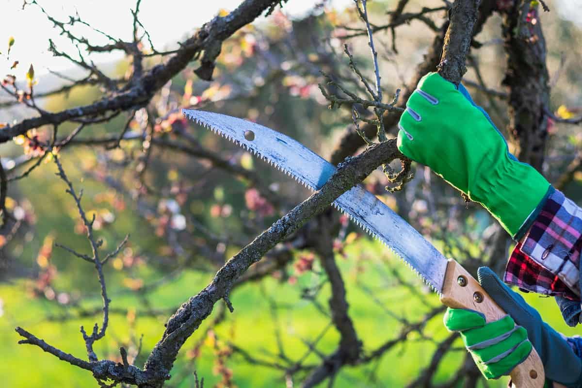 Best Hand Saw for Cutting Trees Best Yard Tools