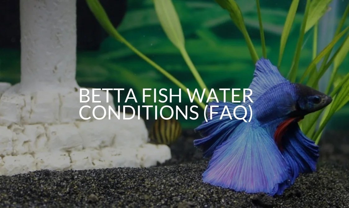 Betta Fish Tap Water Overnight BETTAKUS