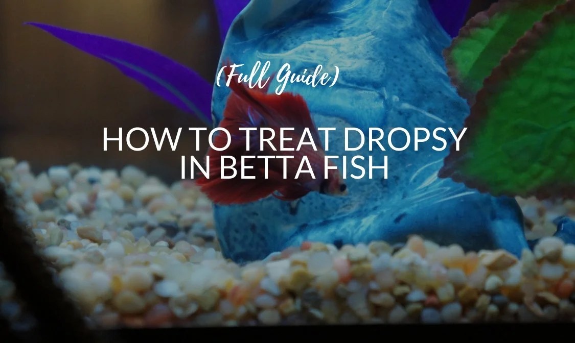 Betta Treat vlr.eng.br