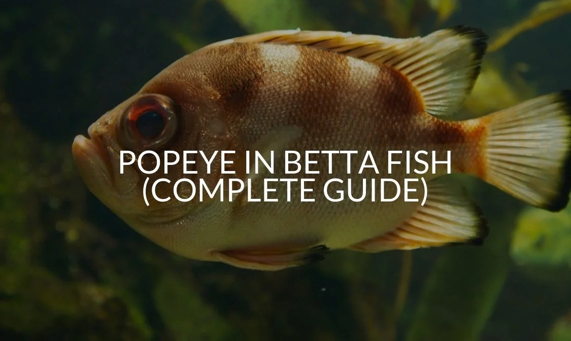 Popeye In Betta Fish (Causes, Treatment, Prevention) Betta Care Fish
