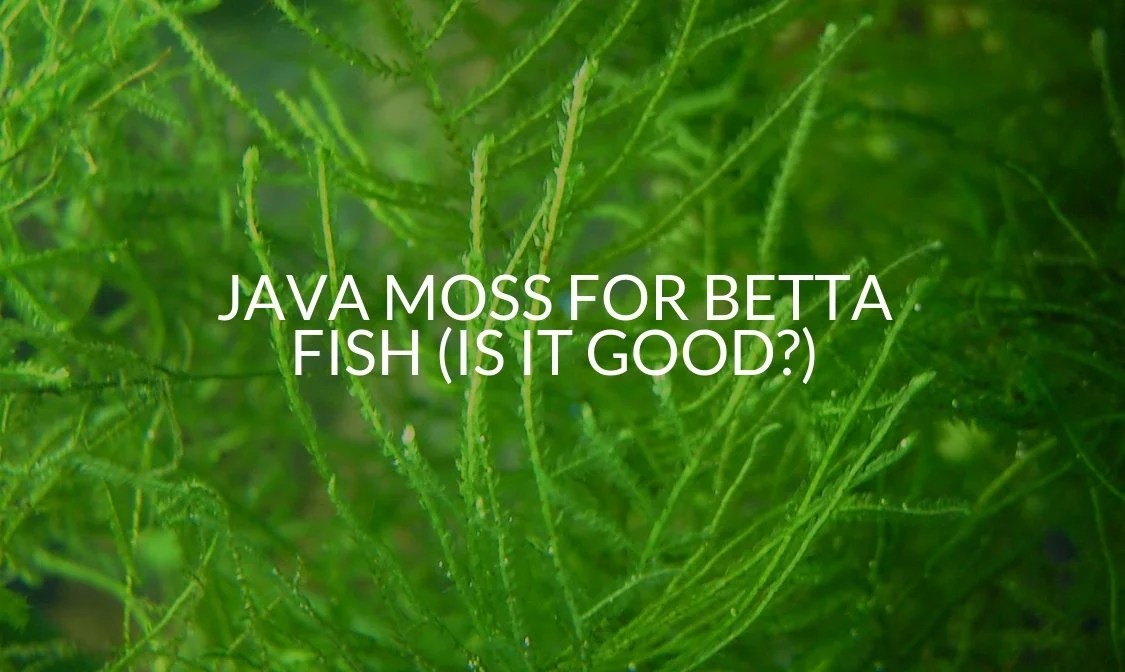 Java Moss For Betta Fish (Is It Good?)