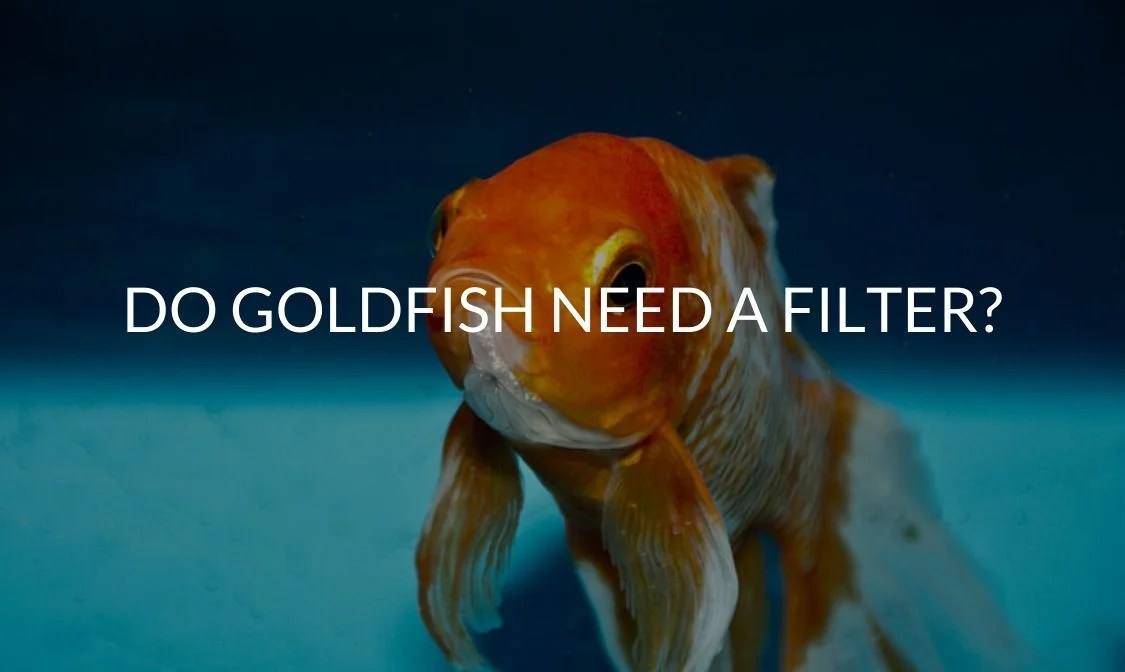 Do Goldfish Need A Filter? (Everything You Need To Know!)