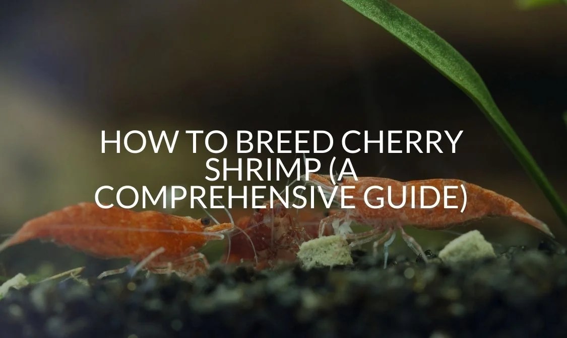 How To Breed Cherry Shrimp (A Comprehensive Guide) Betta Care Fish Guide