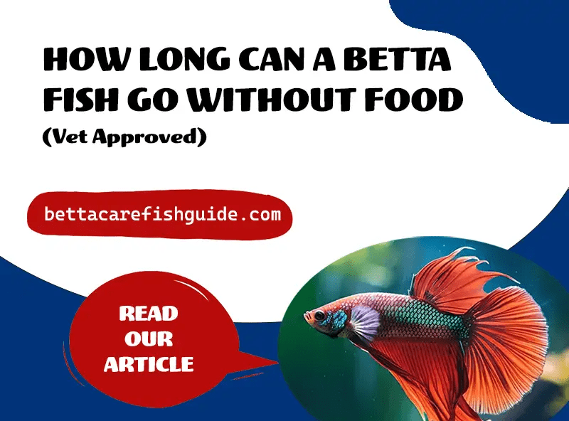 How Long Can A Betta Fish Go Without Food? (Vet Approved)