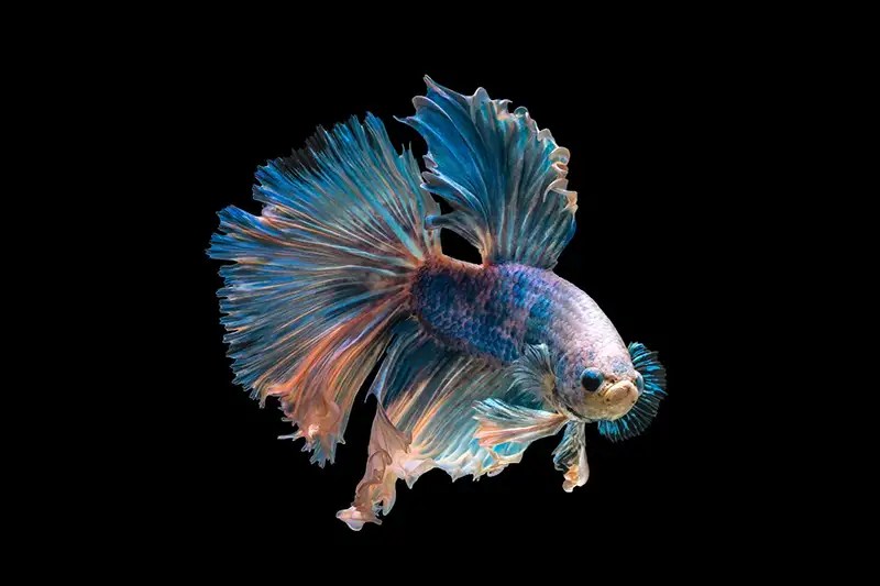 How Long Can A Betta Fish Go Without Food? (Vet Approved)