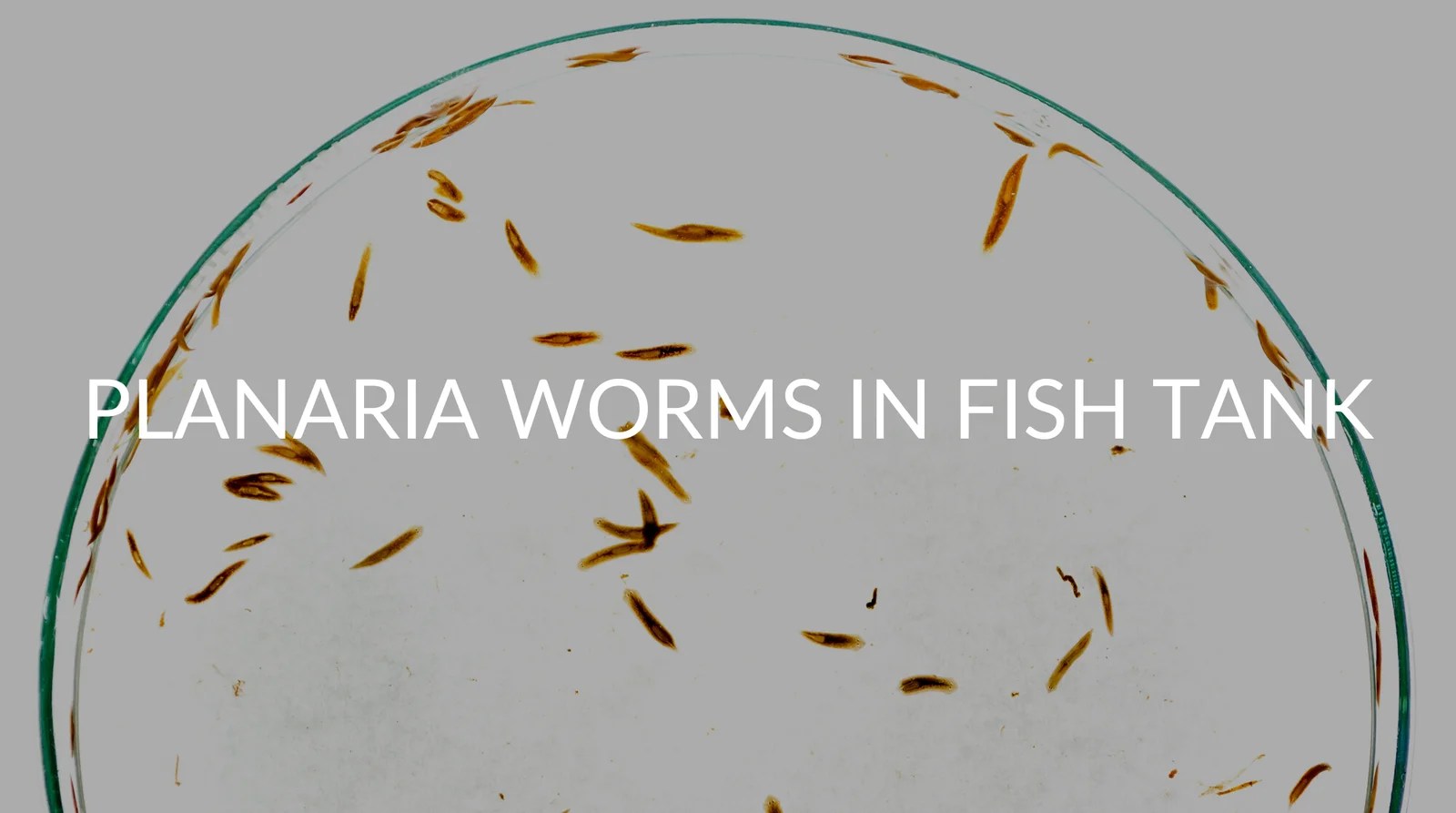 7 Ways To Remove Planaria Worms In Your Fish Tank