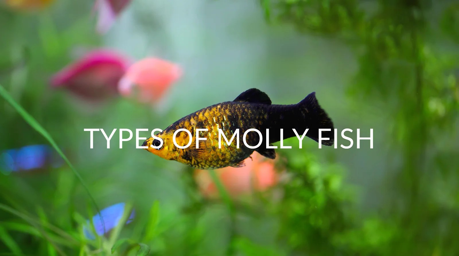 5 Types Of Molly Fish (& How To Care For Them) Betta Care Fish Guide