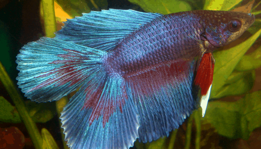 Types Of Betta Fish Betta Fish Home Guide