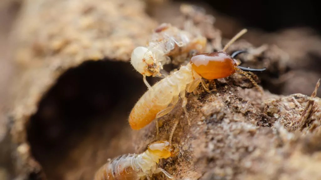 Are Termites Active in Winter? Winter Termite Behavior