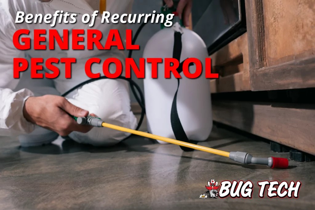 Recurring Pest Control Keeping Lubbock & Amarillo Homes Safe