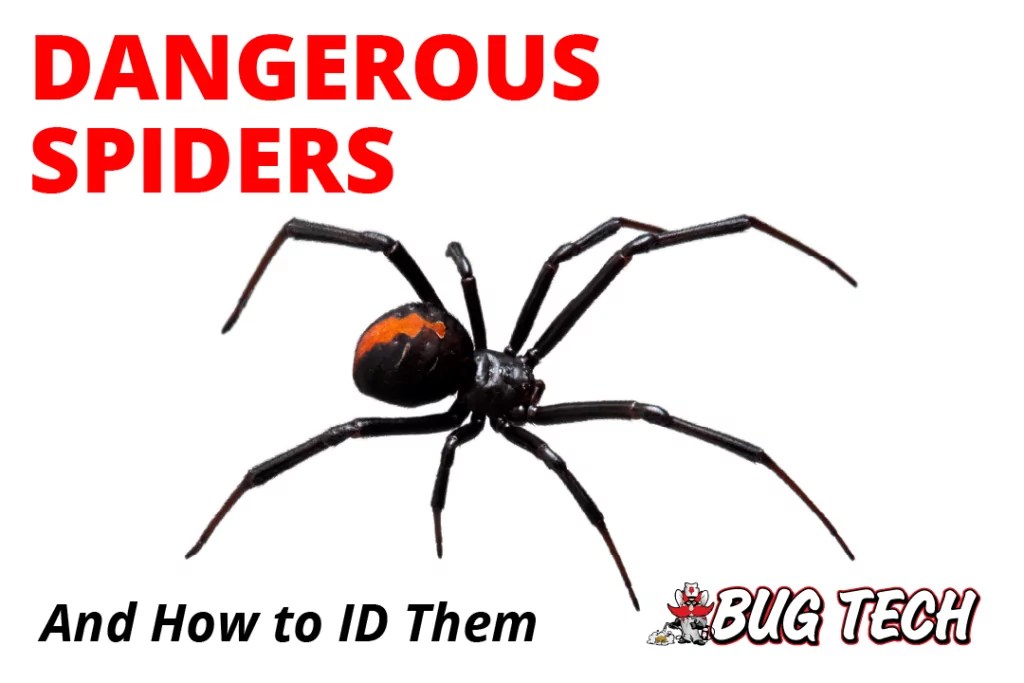 Identifying Dangerous Spiders in Texas Venomous vs. Harmless