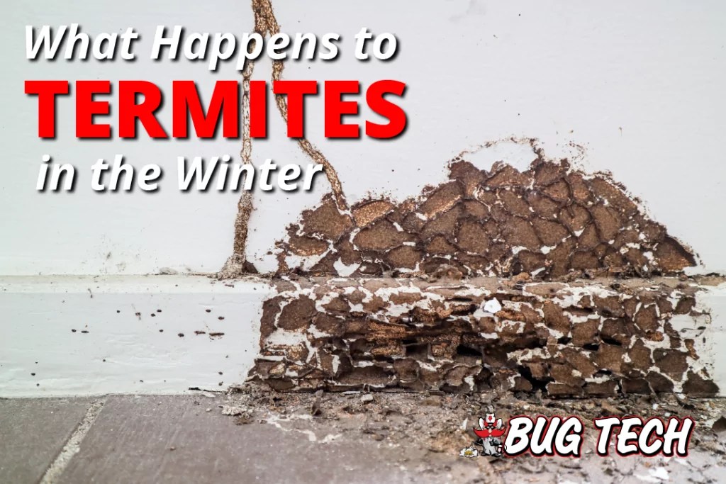 Are Termites Active in Winter? Winter Termite Behavior