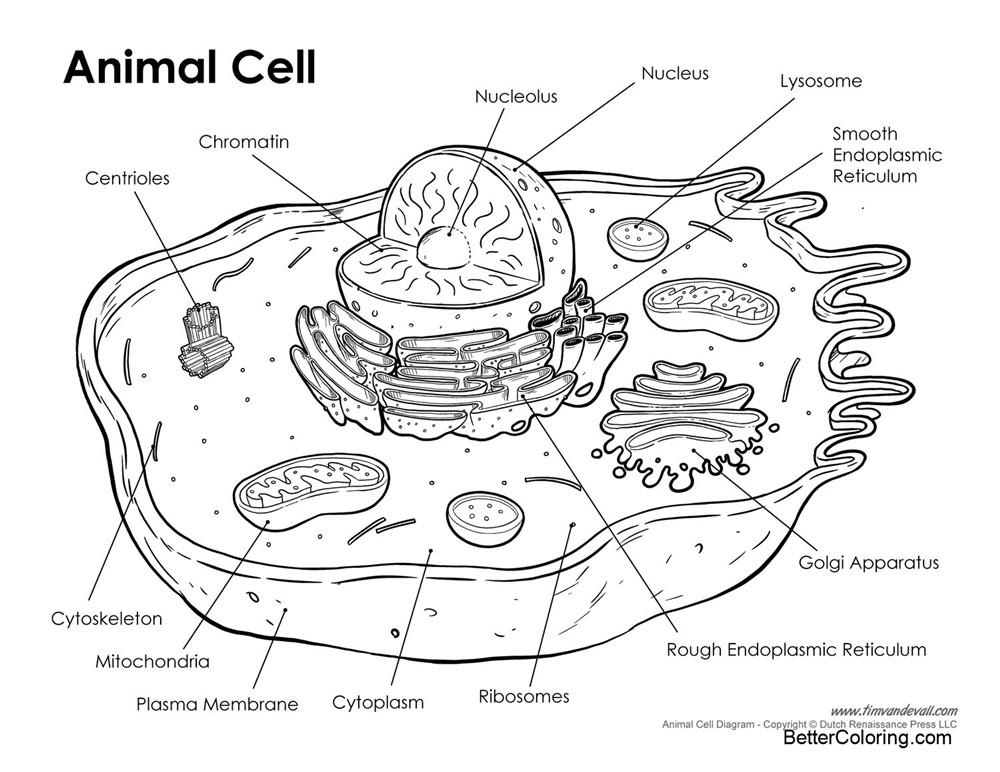 Printable Animal Cell Coloring Pages with Labeling - Free Printable