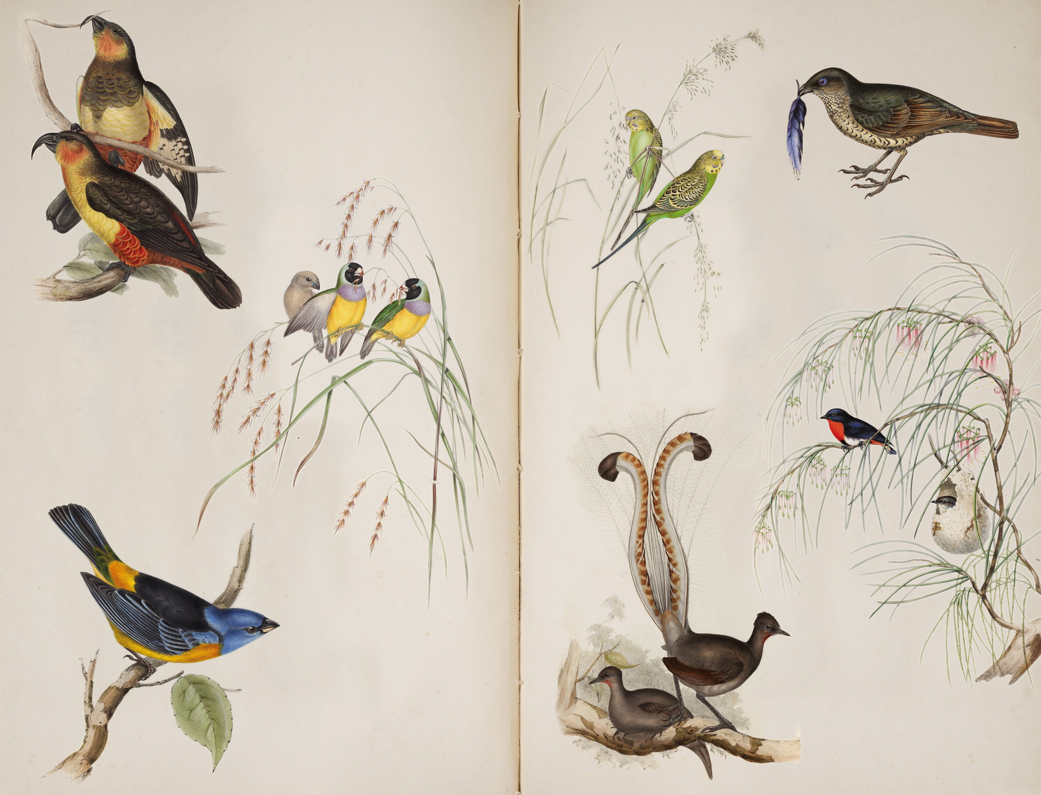 The stunning lithographs by artist Elizabeth Gould from The Birdman's