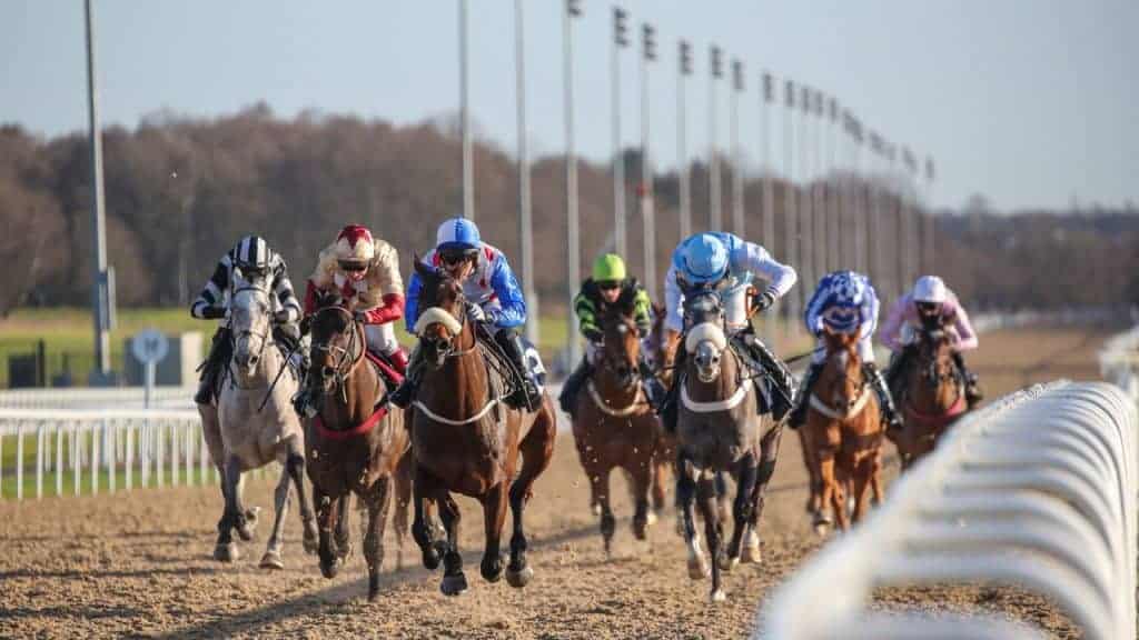 Ultimate Horse Racing Guide for South Africa How to Read Form, Bet